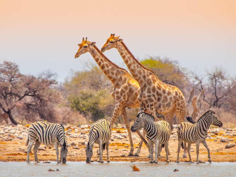 Namibia & Botswana: Höhepunkte im Norden mit Victoriafällen