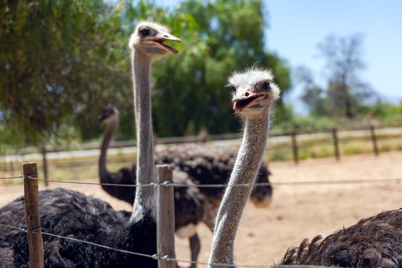 Südafrika: Höhepunkte auf der Gardenroute