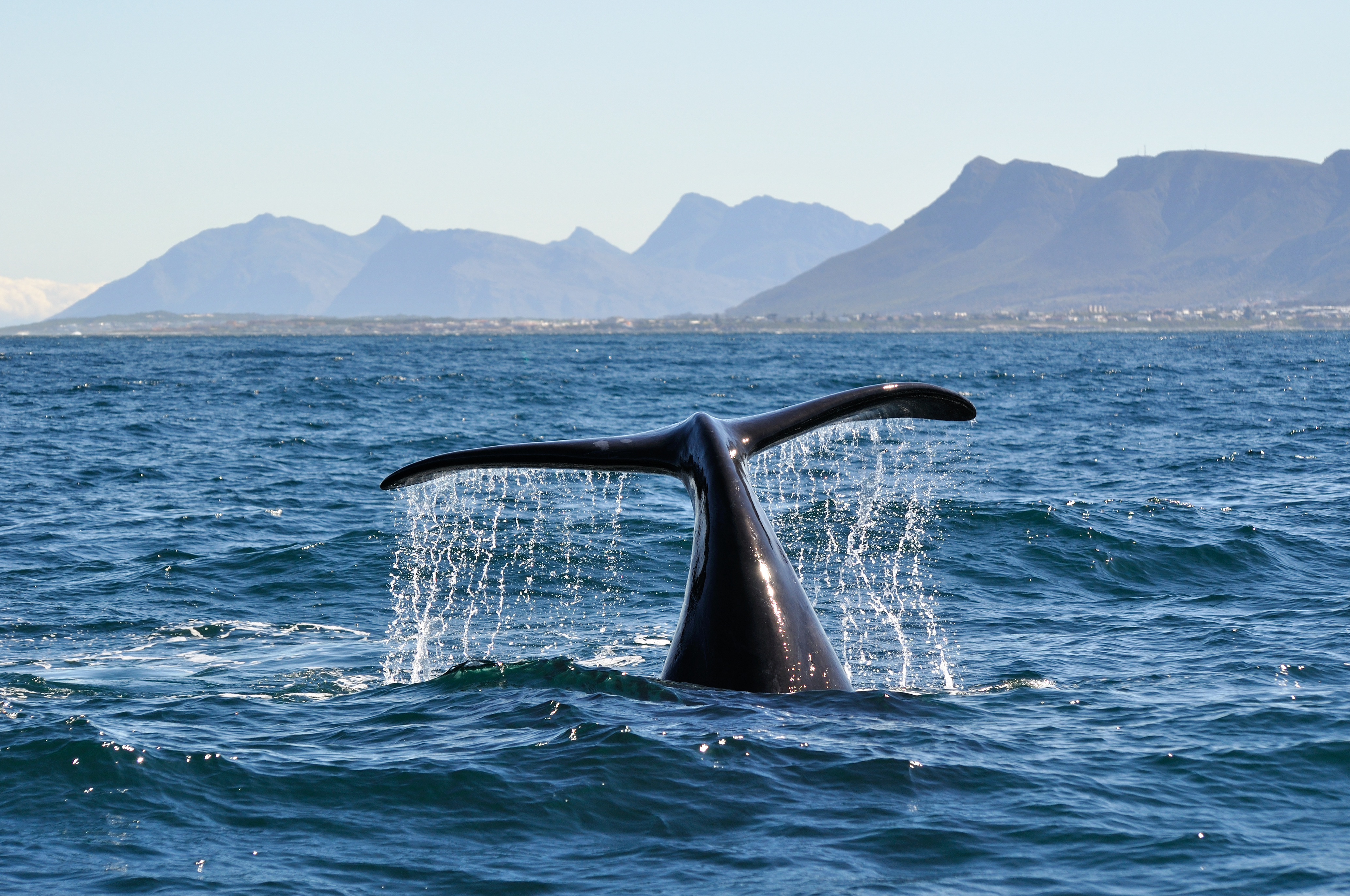 Südafrika: Die ausführliche Reise auf der Gardenroute