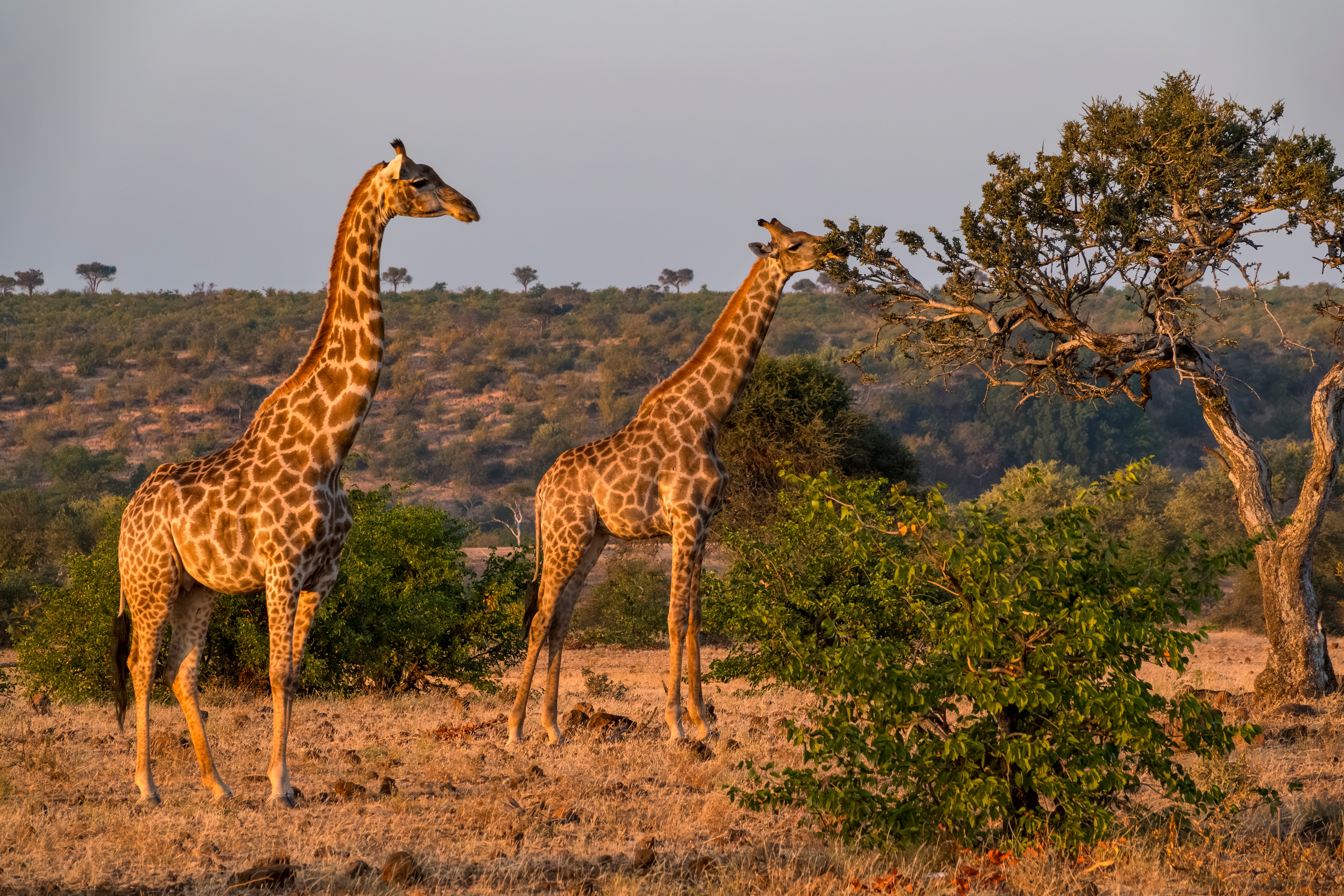 Südafrika & Botswana: Höhepunkte mit Victoriafällen