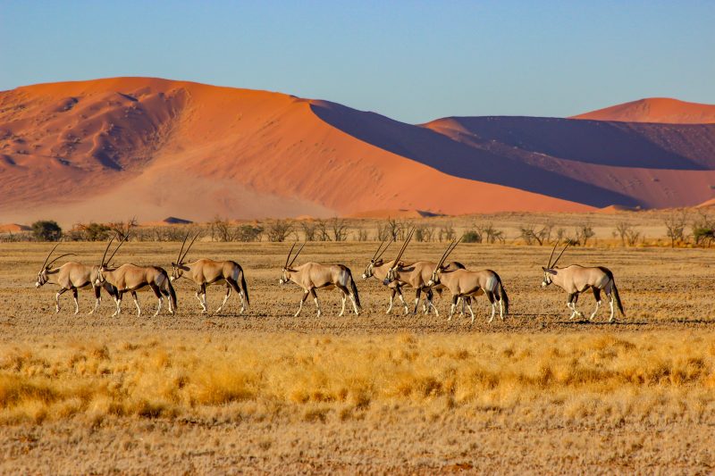 Namibia, Botswana & Südafrika: Die ausführliche Reise mit Victoriafällen